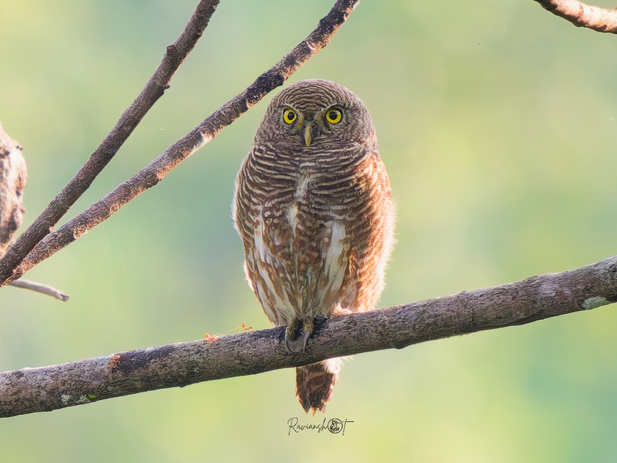 オオスズメフクロウ - ML646695401