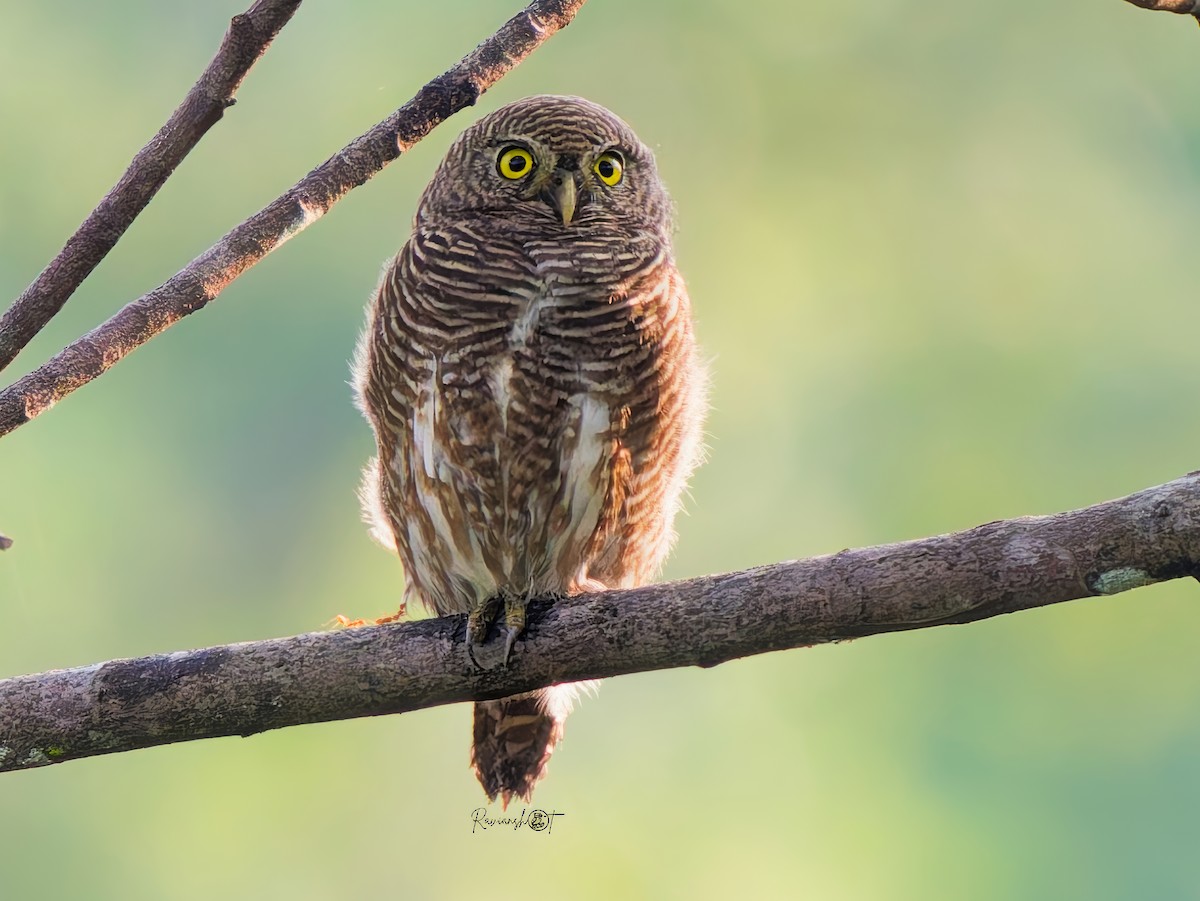 オオスズメフクロウ - ML646695402