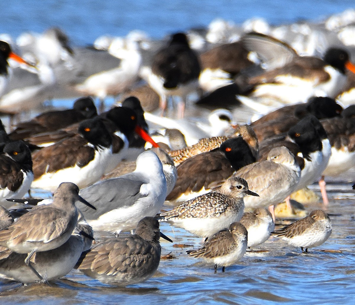 Тулес - ML646695403