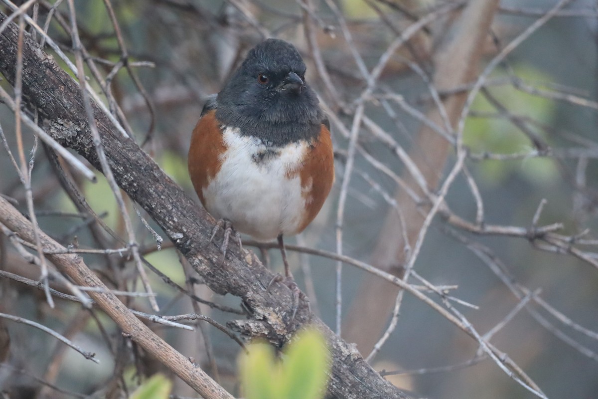 Spotted Towhee - ML646695406