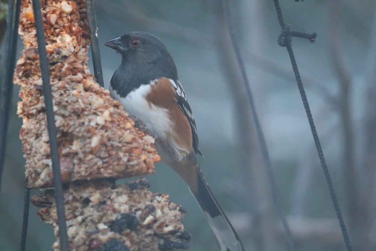 Spotted Towhee - ML646695407