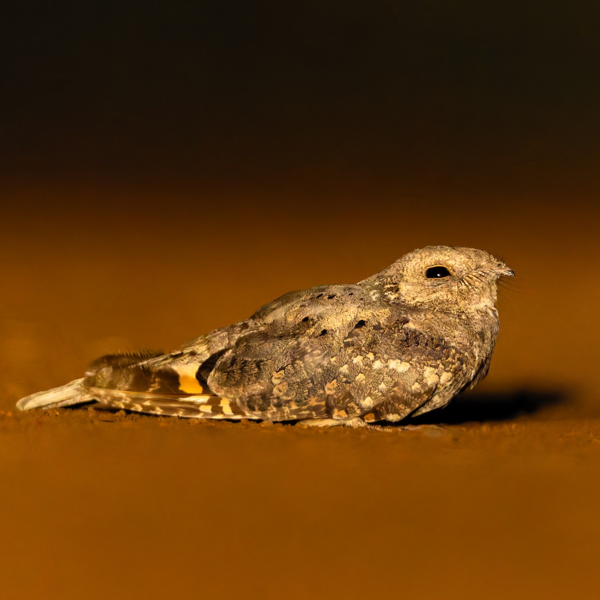 Plain Nightjar - ML646695408