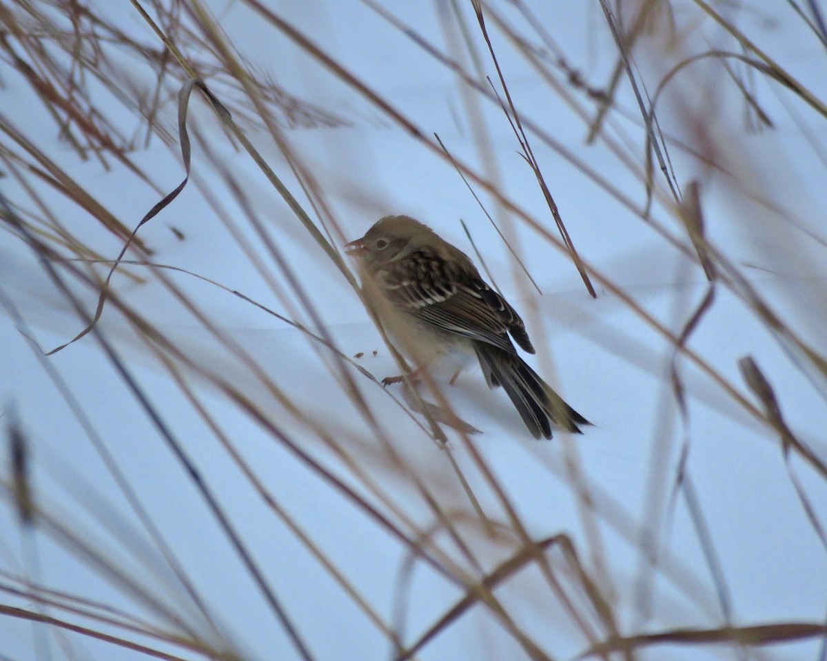 Tarla Serçesi - ML646695411