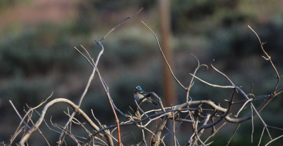 Lazuli Bunting - ML646695414