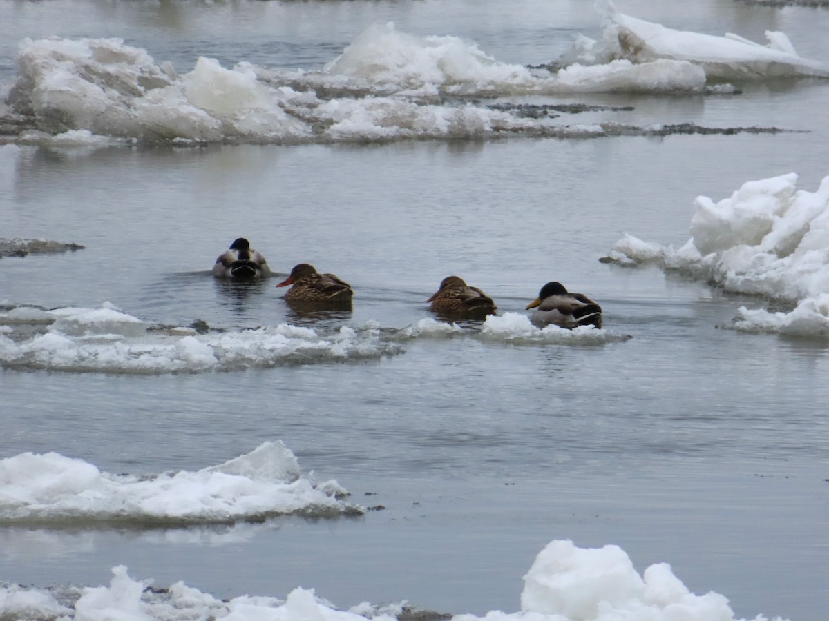 Mallard - ML646695415