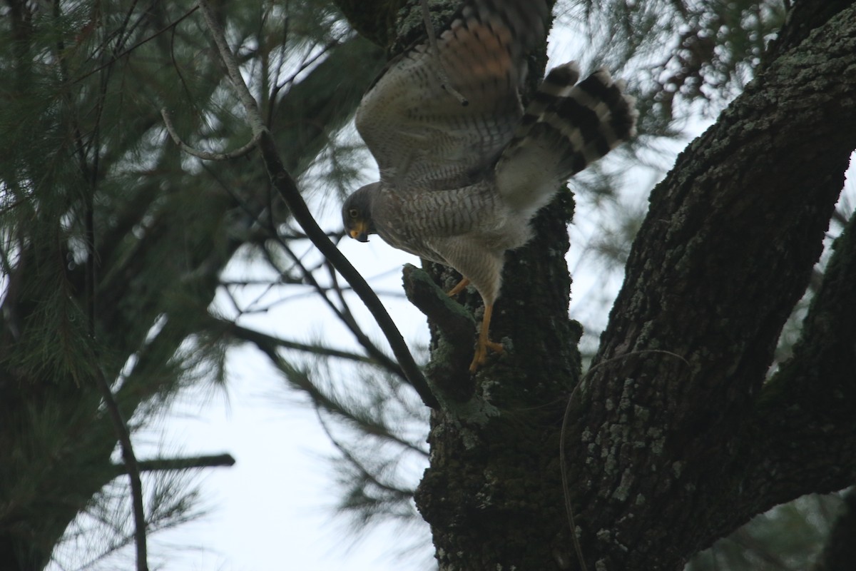 Busardo Caminero - ML646695418