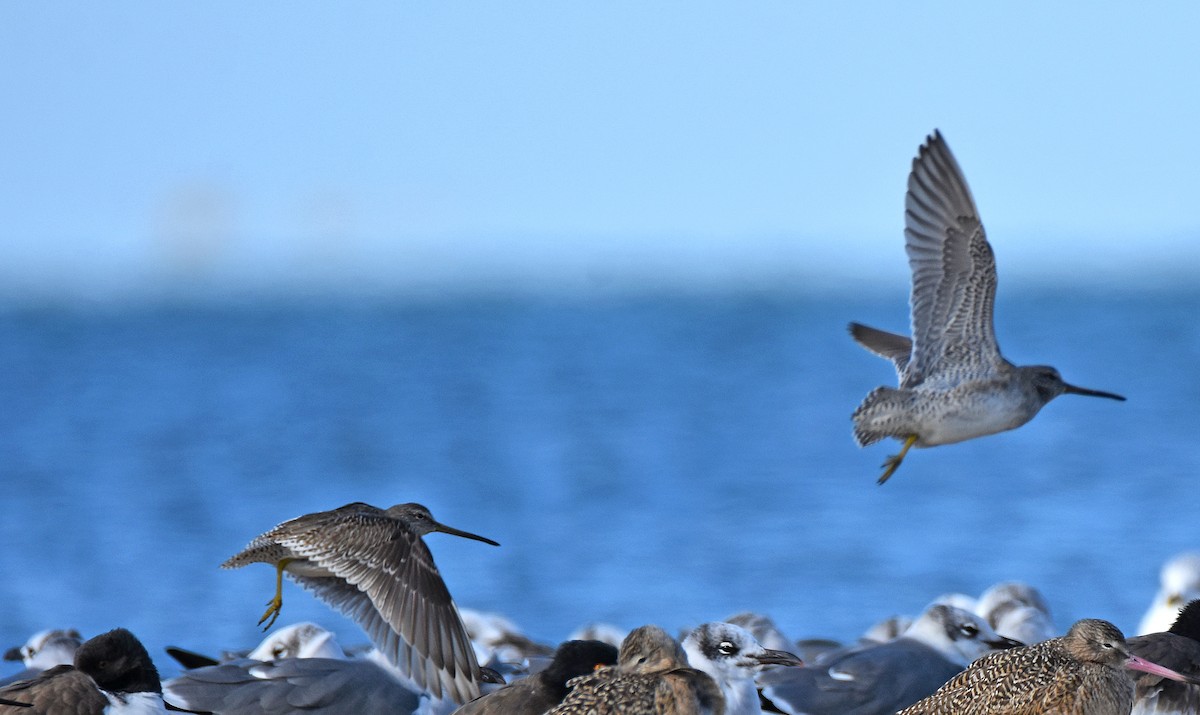 Короткоклювый/Американский бекасовидный веретенник - ML646695420