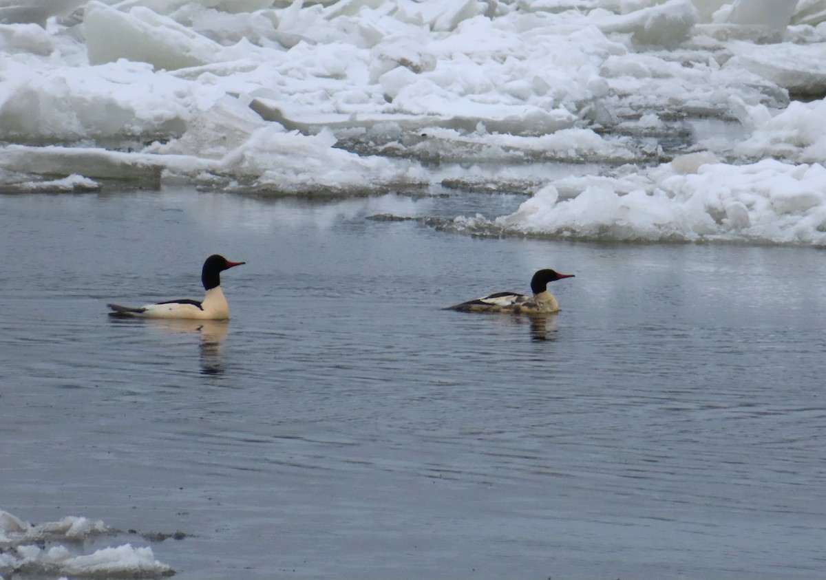 Common Merganser - ML646695421