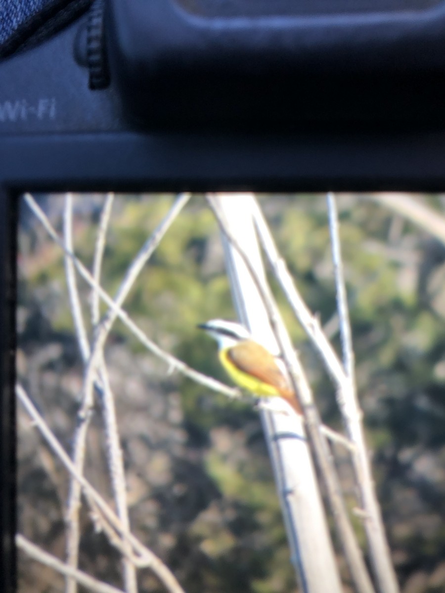 Great Kiskadee - ML646695424