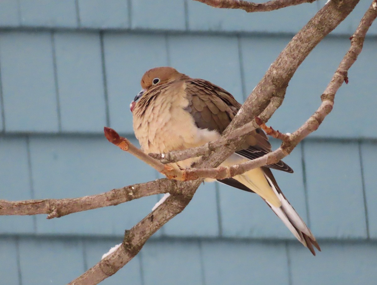 Mourning Dove - ML646695425