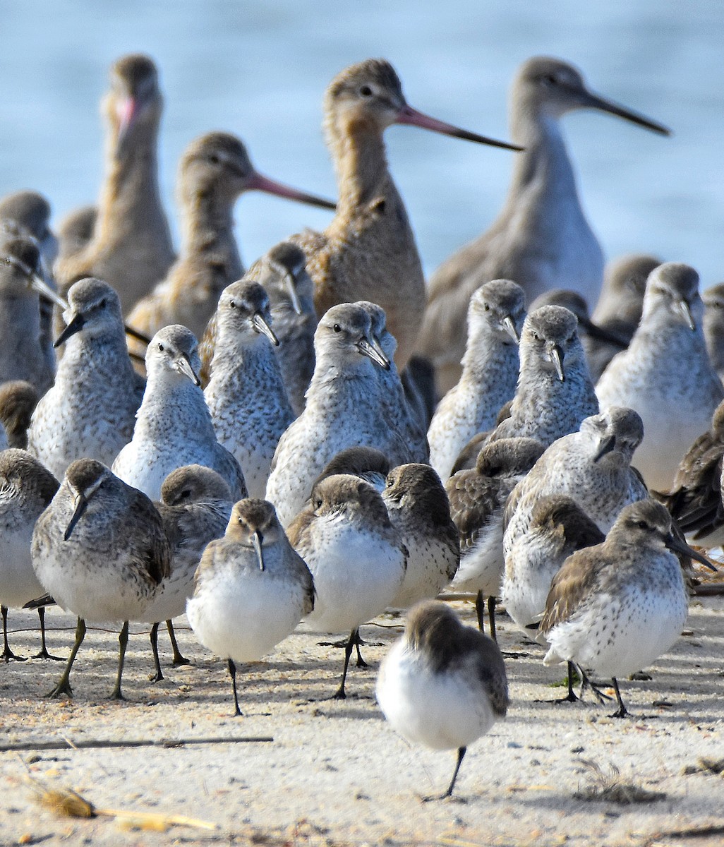 Correlimos Gordo - ML646695426