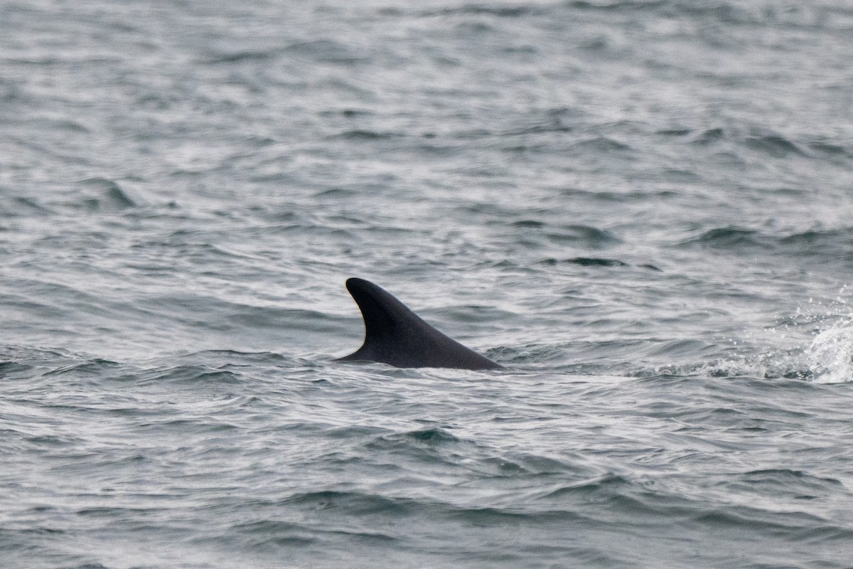 Fin Balinası - ML646695427