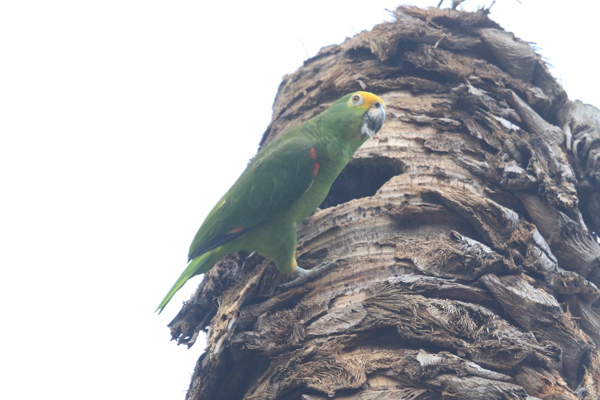 Amazona Real - ML646695428