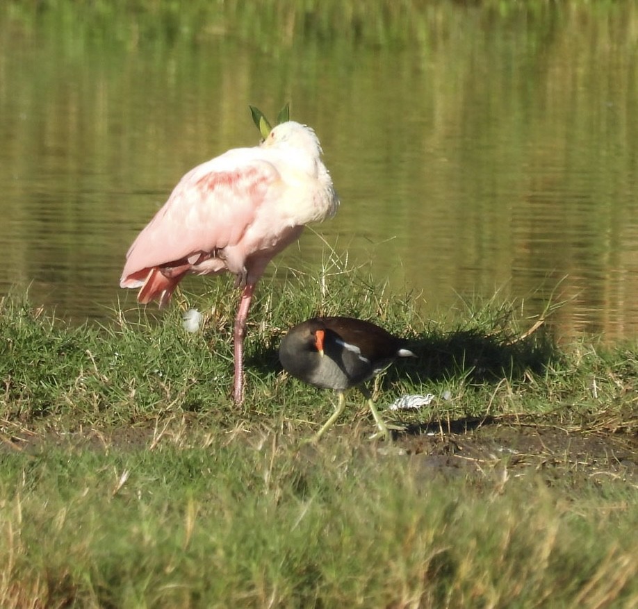 Espátula Rosada - ML646695429
