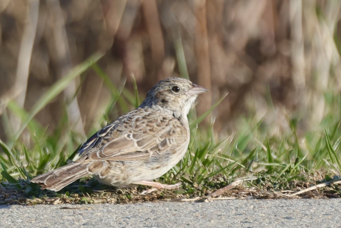 Chingolo de Cassin - ML646695430