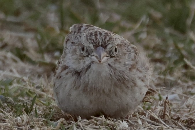 Chingolo de Cassin - ML646695431