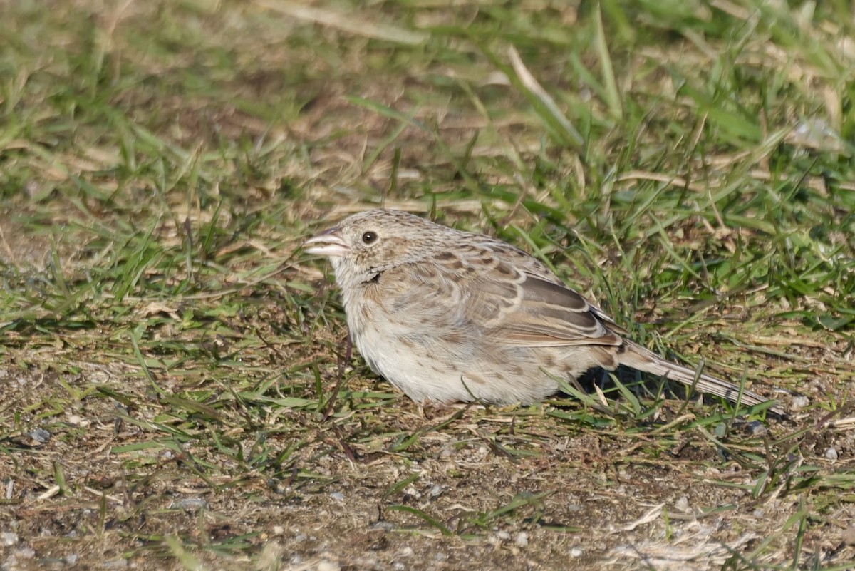 Chingolo de Cassin - ML646695432