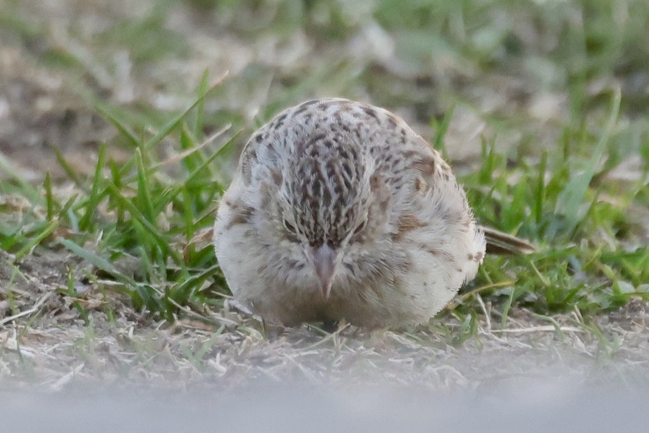 Chingolo de Cassin - ML646695433