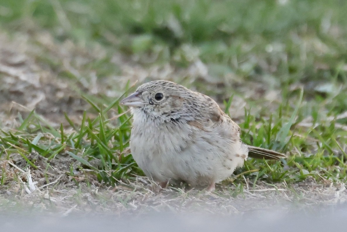 Chingolo de Cassin - ML646695434