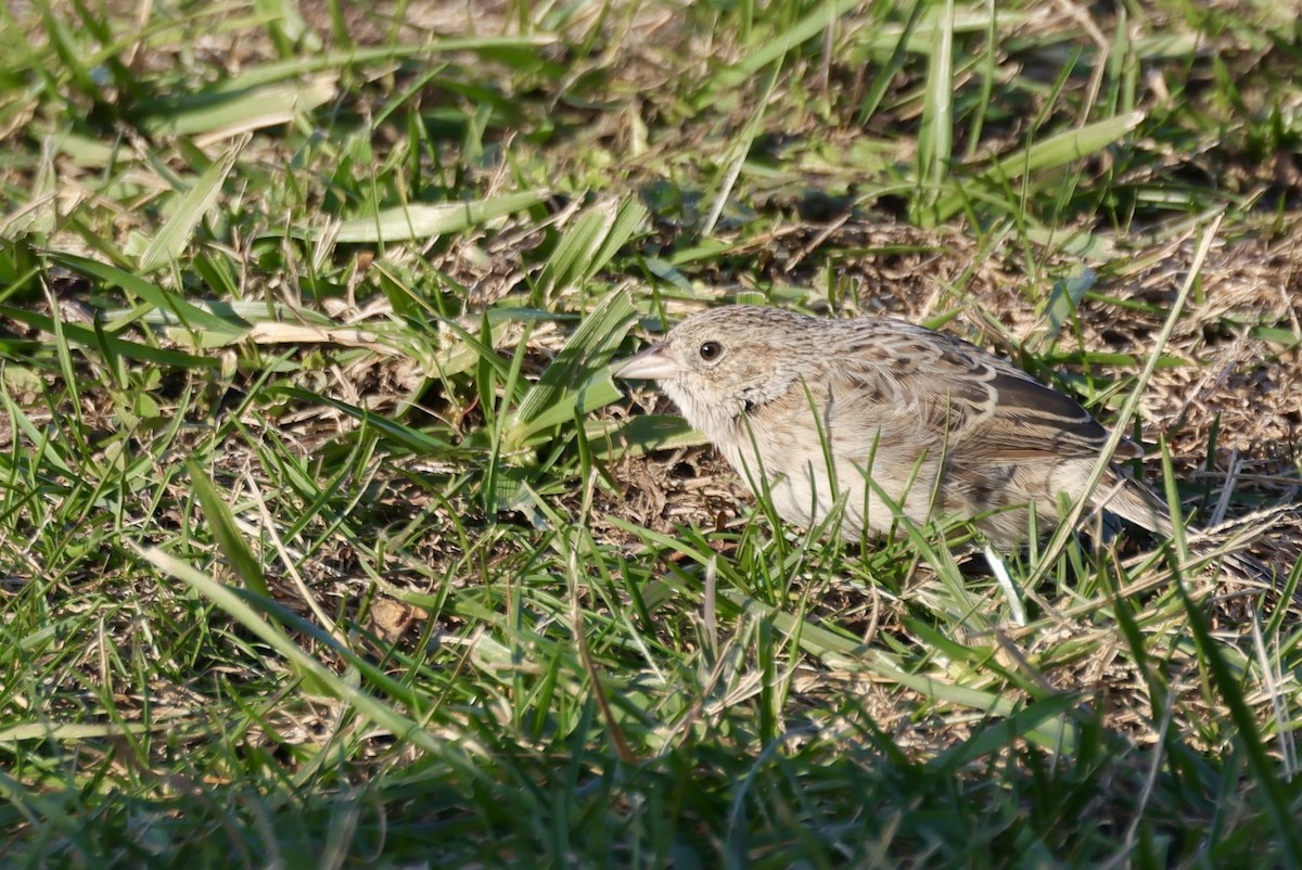 Chingolo de Cassin - ML646695435