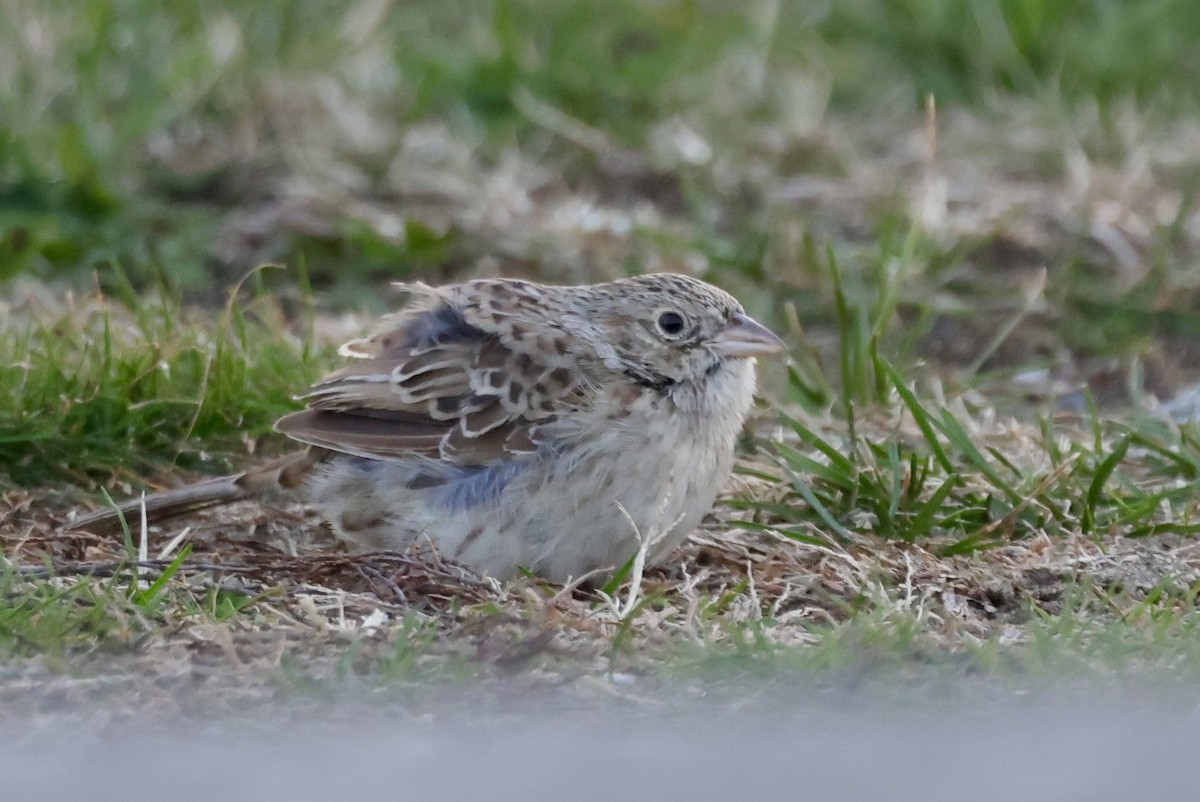 Chingolo de Cassin - ML646695436