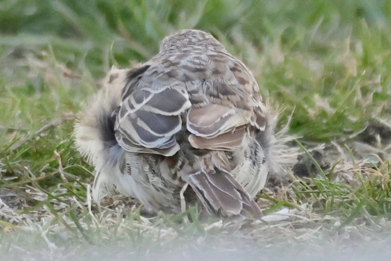 Chingolo de Cassin - ML646695437