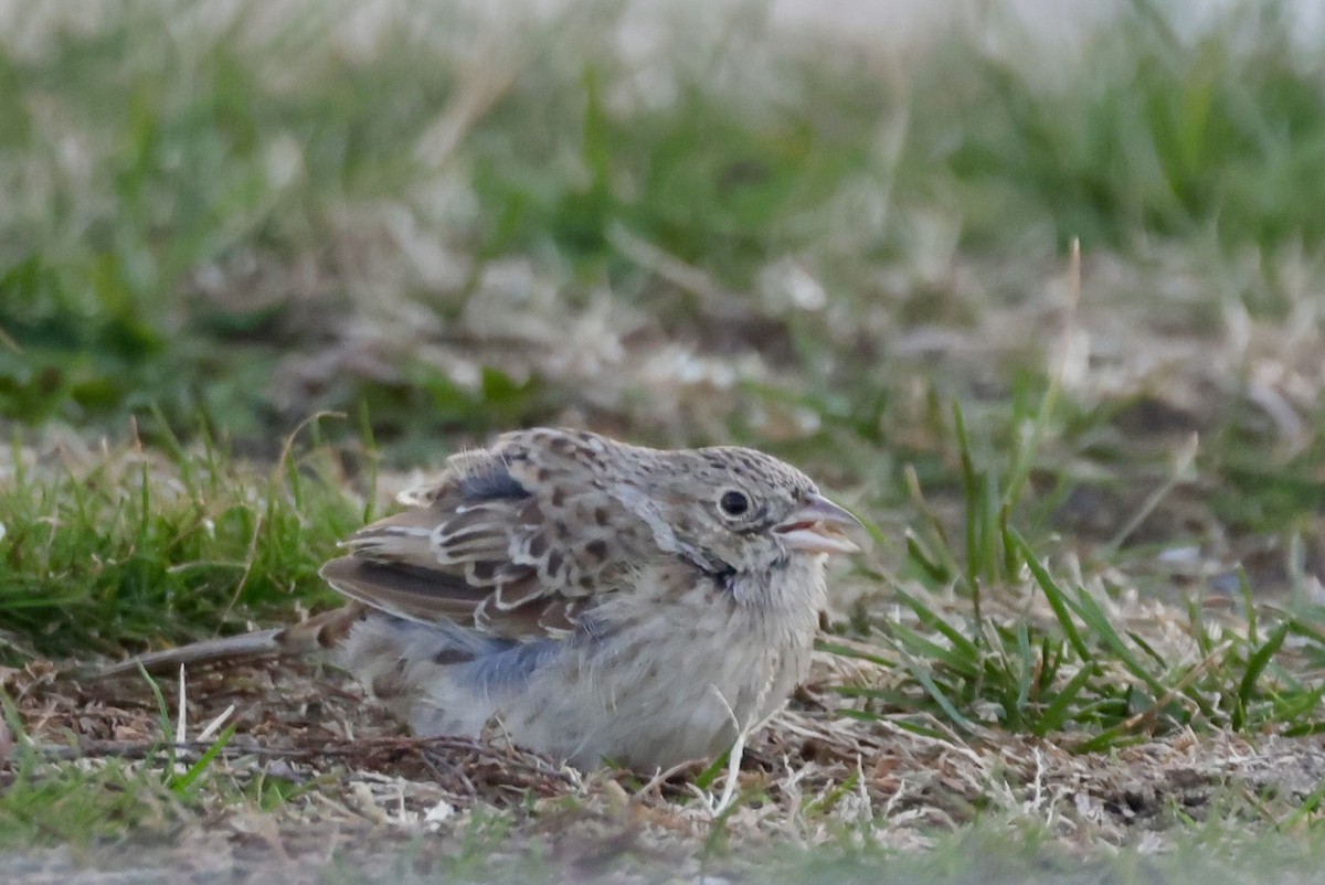 Chingolo de Cassin - ML646695438