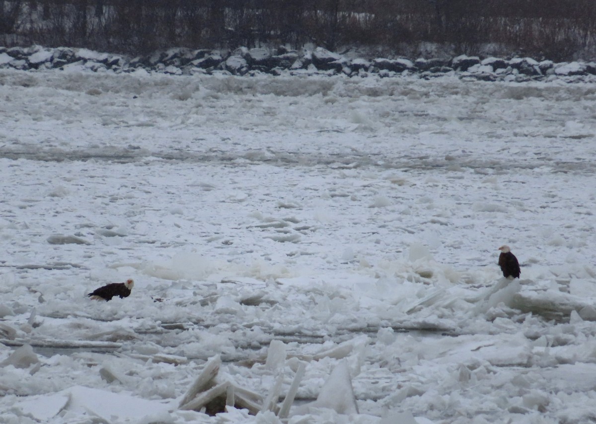 Bald Eagle - ML646695439