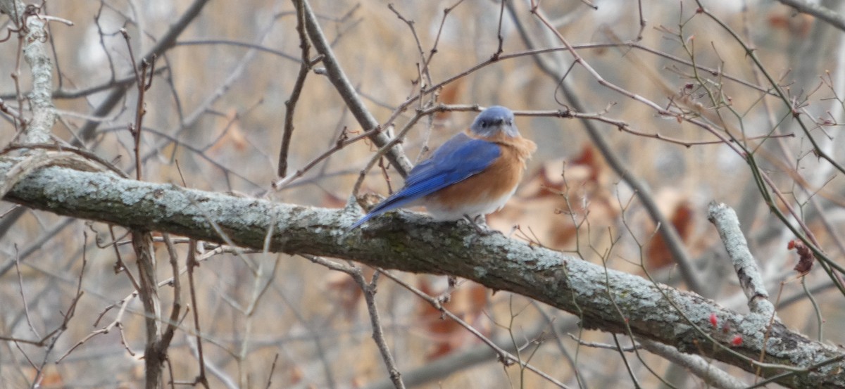 Azulejo Oriental - ML646695440