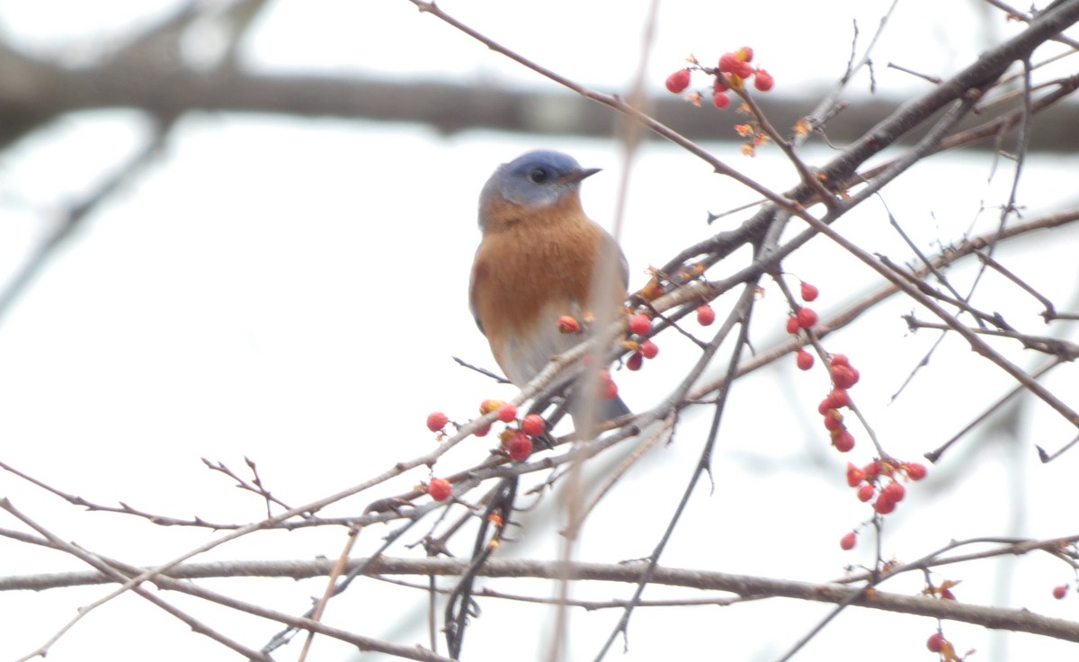 Azulejo Oriental - ML646695441