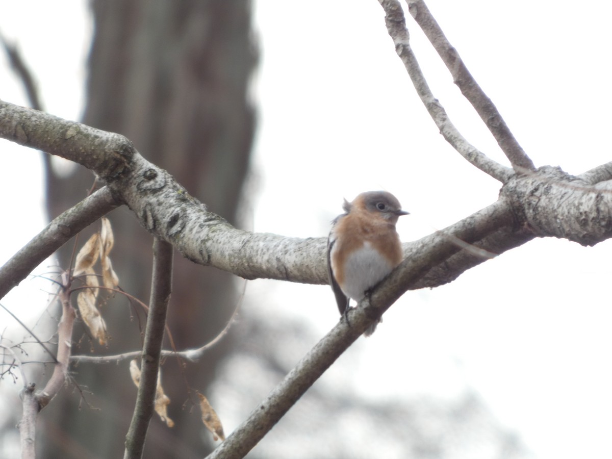 Azulejo Oriental - ML646695442