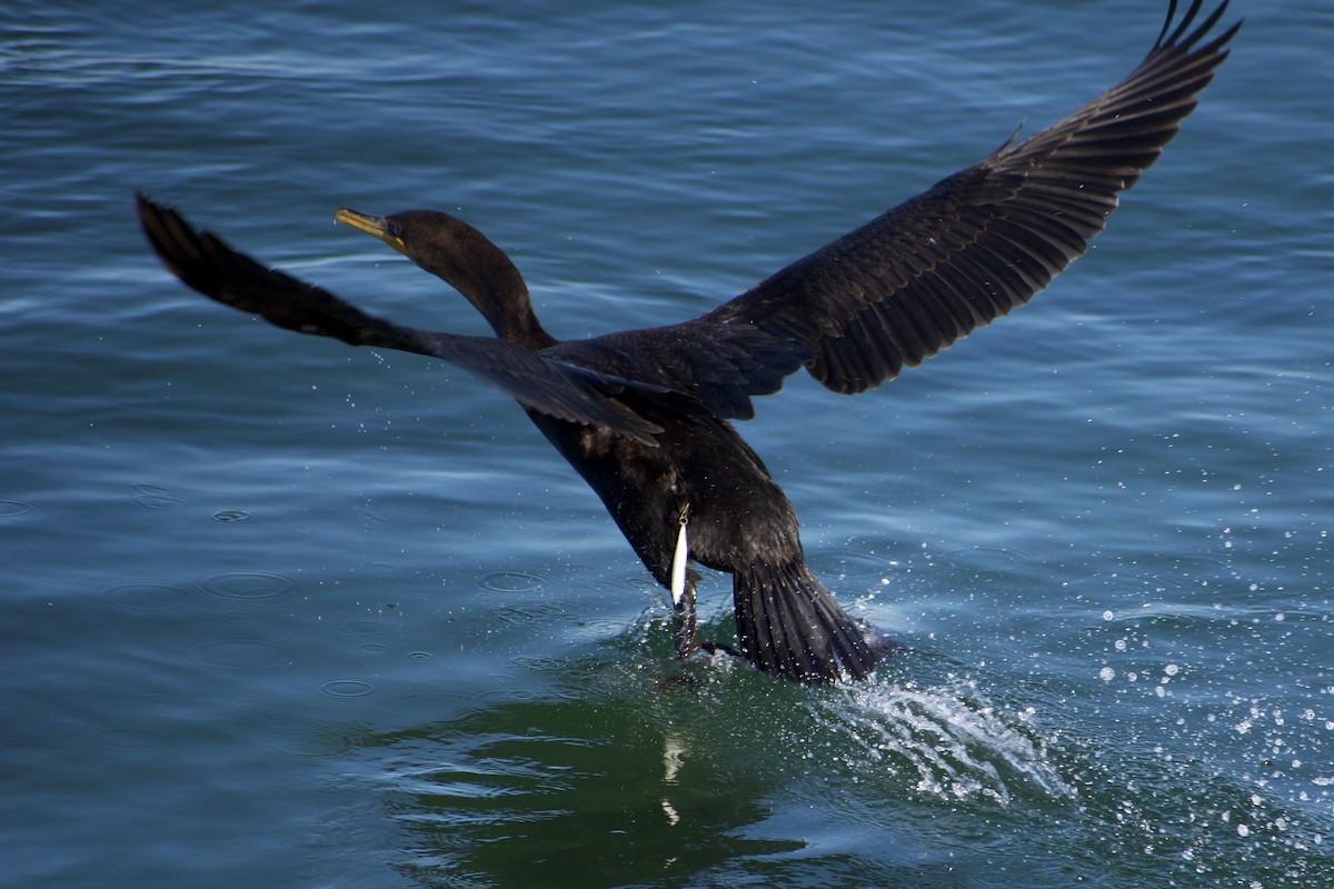 Cormorán Orejudo - ML646695443