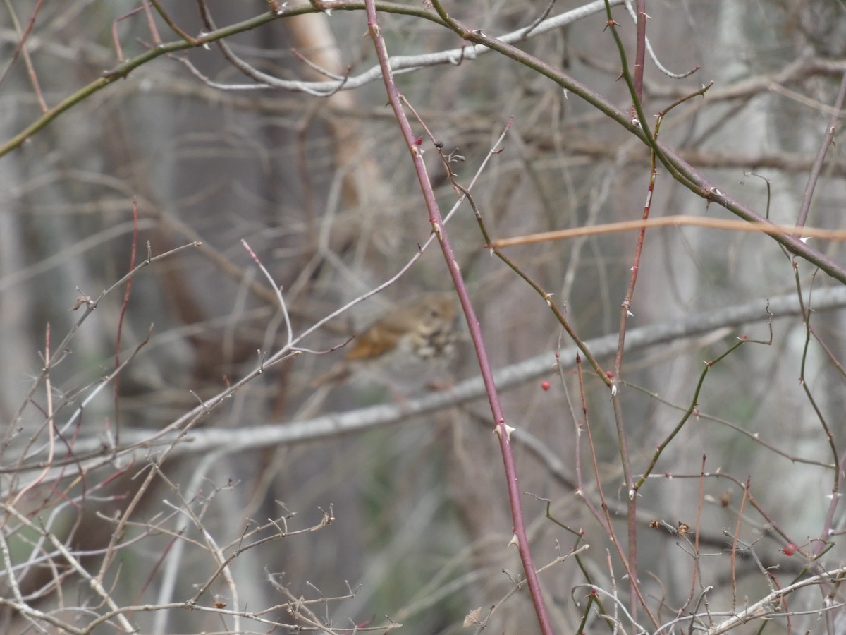 Zorzalito Colirrufo - ML646695444