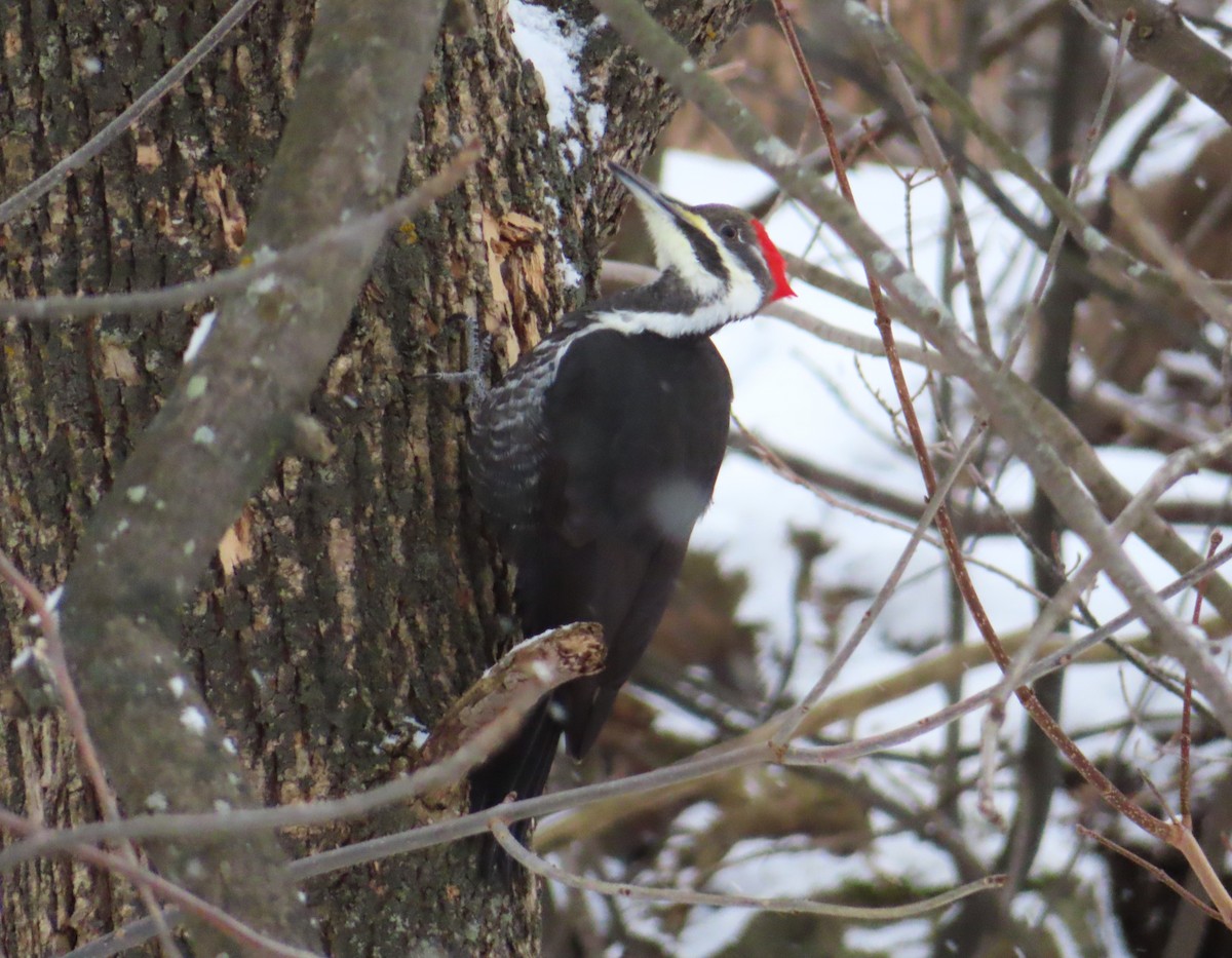 Pileated Woodpecker - ML646695445