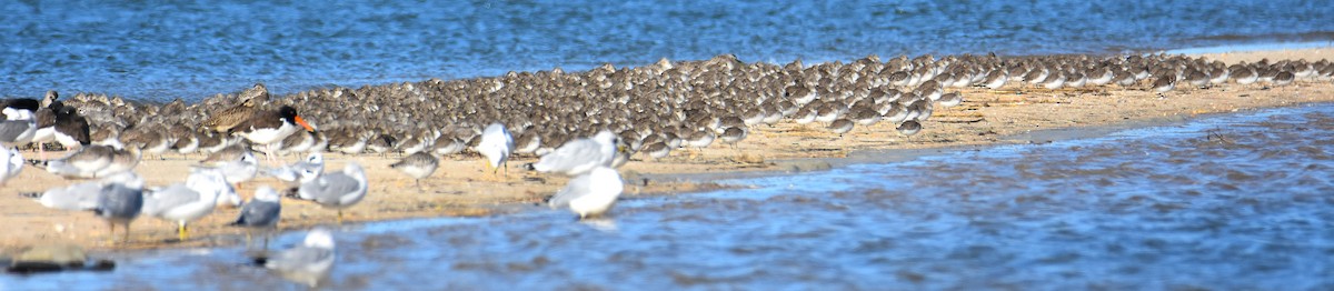 Correlimos Común - ML646695446