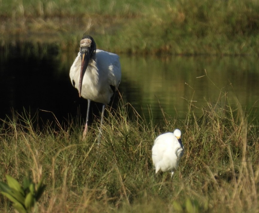 Tántalo Americano - ML646695448