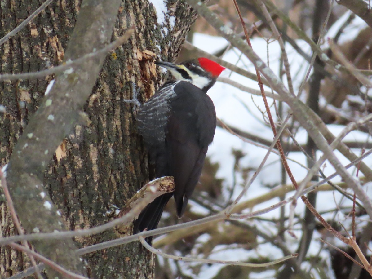 Pileated Woodpecker - ML646695449