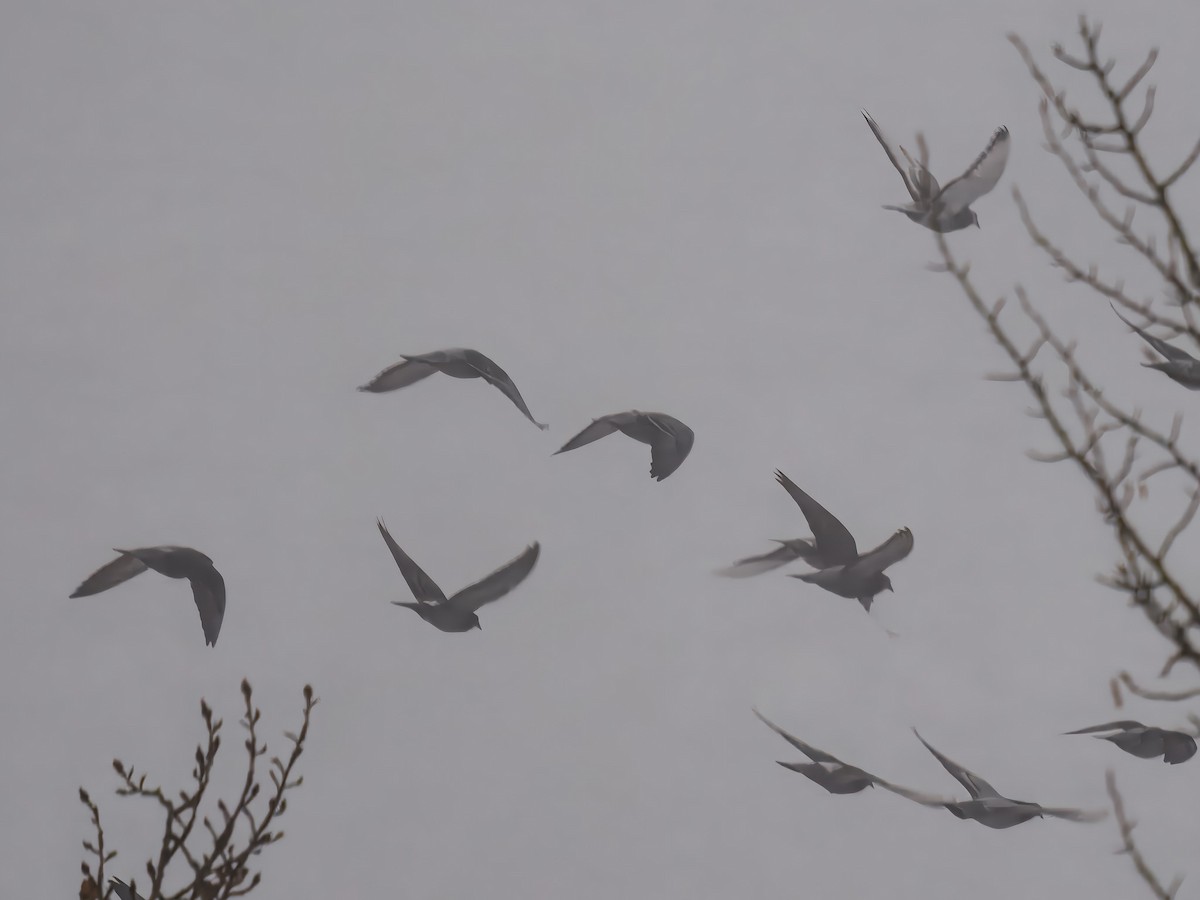 Paloma Bravía (variedad doméstica) - ML646695450