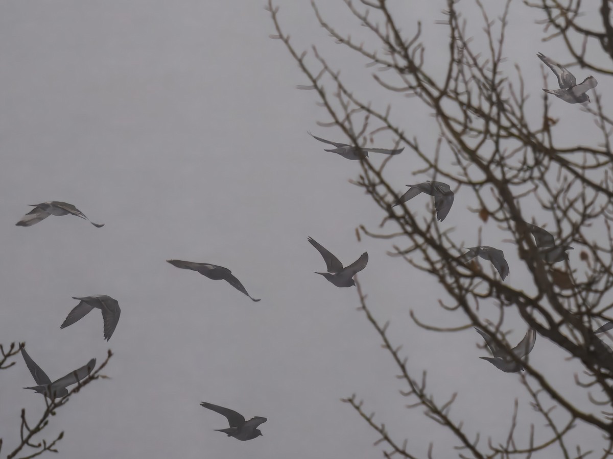 Paloma Bravía (variedad doméstica) - ML646695451