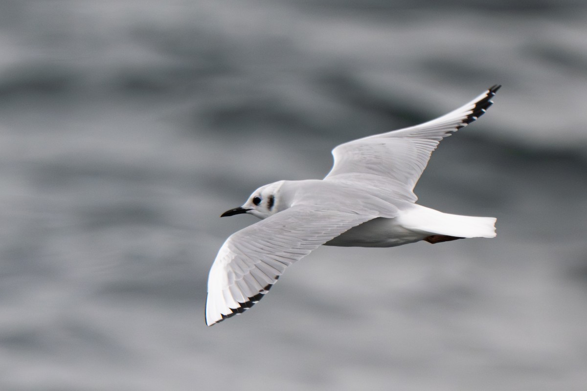 Gaviota de Bonaparte - ML646695452