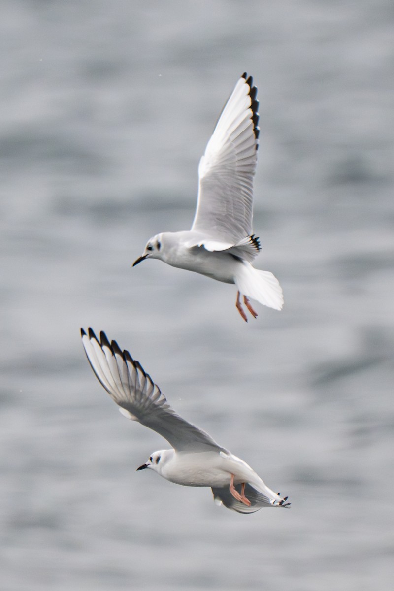 Gaviota de Bonaparte - ML646695453