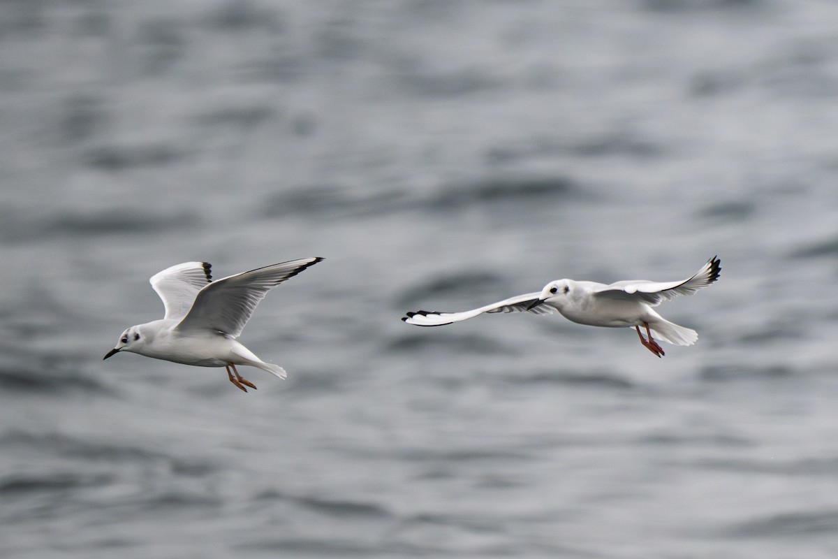 Küçük Karabaş Martı - ML646695454