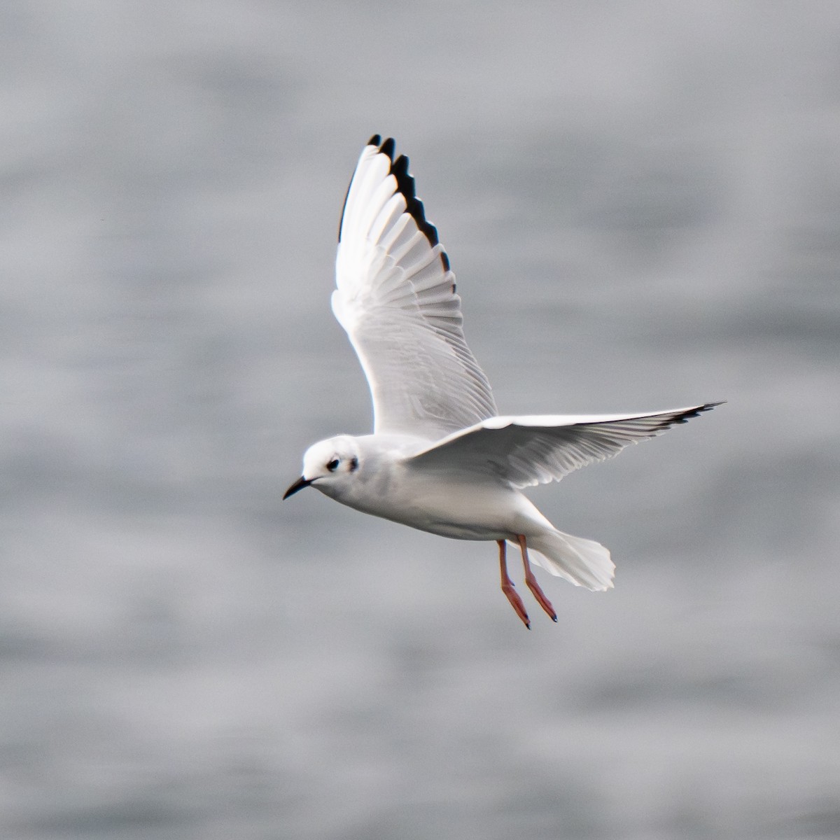 Gaviota de Bonaparte - ML646695455