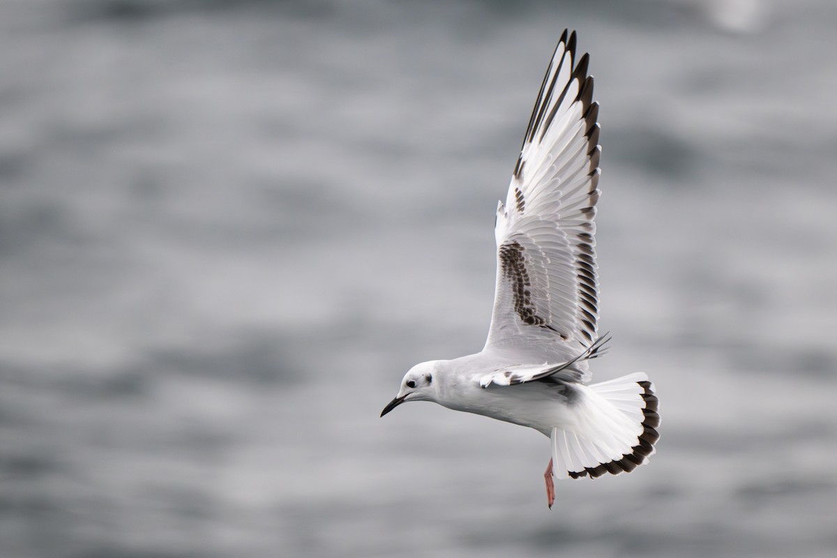 Gaviota de Bonaparte - ML646695456