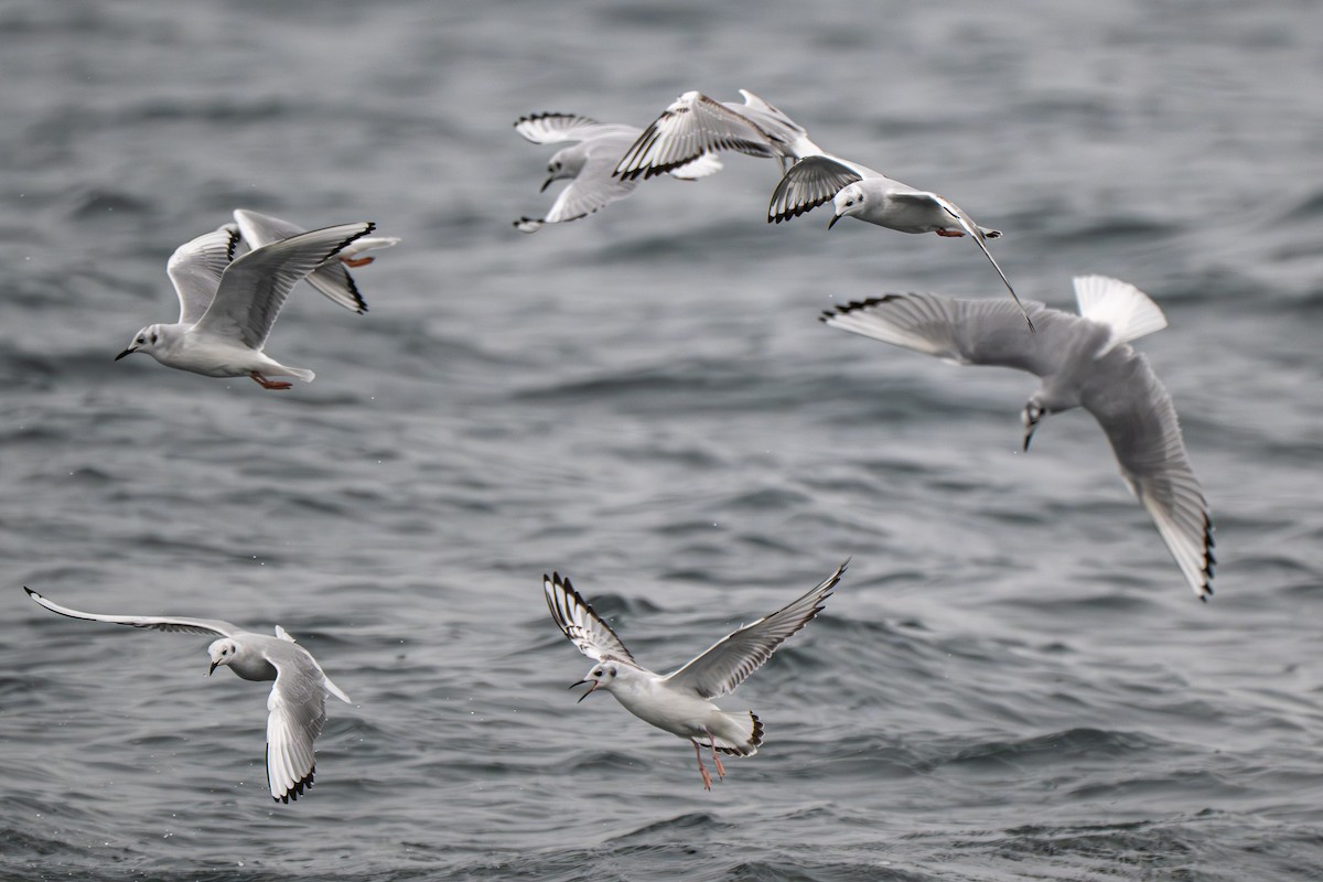 Küçük Karabaş Martı - ML646695457