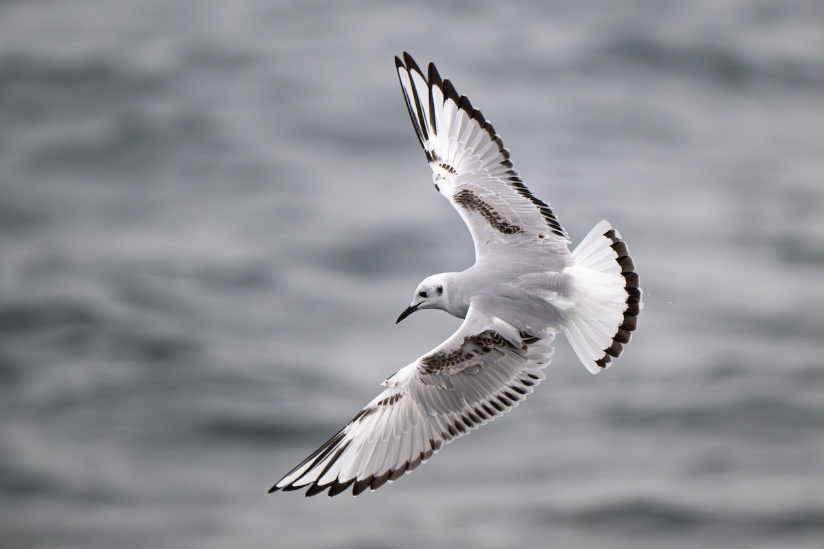 Küçük Karabaş Martı - ML646695458