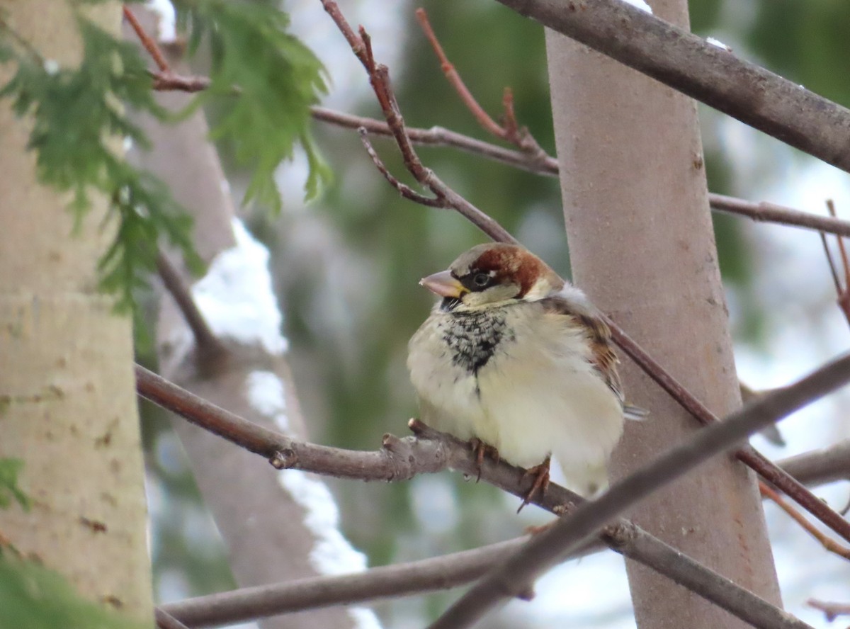 House Sparrow - ML646695459