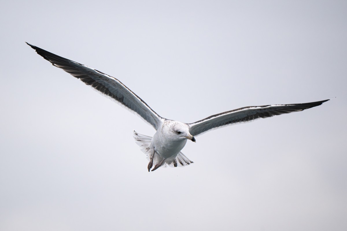 Büyük Kara Sırtlı Martı - ML646695466