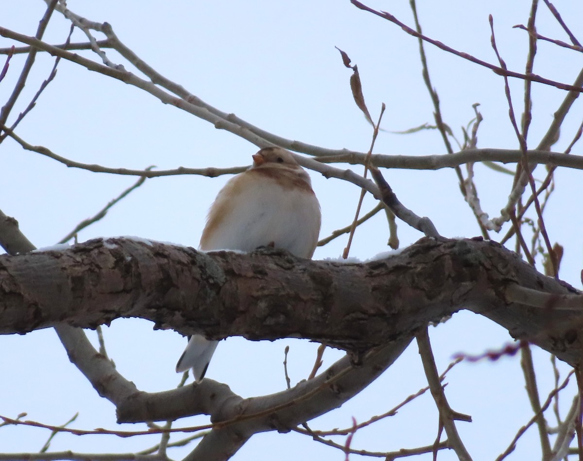 Snow Bunting - ML646695467