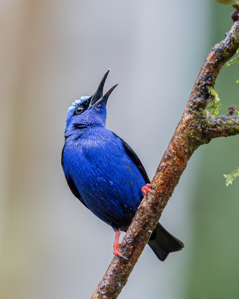 Red-legged Honeycreeper - ML646695469